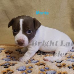 Monte - White and chocolate male Teddy Roosevelt Terrier puppy in Milaca, Minnesota from Bright Lake Terriers