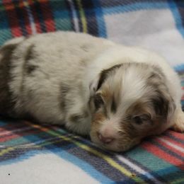 Nate - Red merle male Australian Shepherd puppy in Kansas, Oklahoma from Windy G Farm