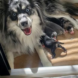 Aspen - Pomsky