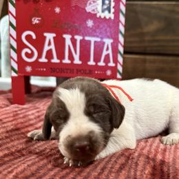 Orange - Liver roan male German Shorthaired Pointer puppy in Huntington, Texas from B&B GSP’S
