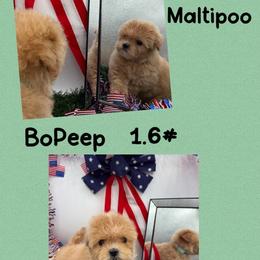 Bo Peep - Apricot female Maltipoo puppy in Wayland, New York from Loris Pampered Pooches💕