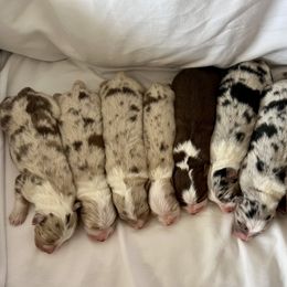 Australian Shepherd Puppies from Rock Canyon Australian Shepherds