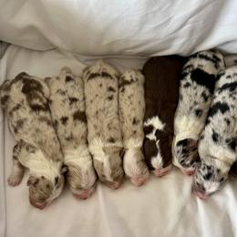 Australian Shepherd Puppies from Rock Canyon Australian Shepherds