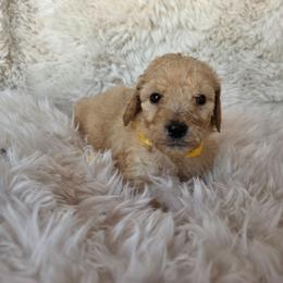 Yellow collar - Apricot female Poodle puppy in Spring Branch, Texas from Bear Hills kennel