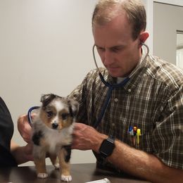 Toy Australian Shepherd Puppies from Reflections of Star Crest Kennel