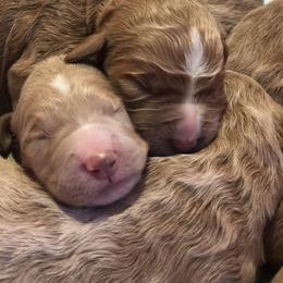 Goldendoodle Puppies from Penny Doodles