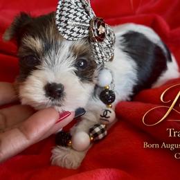 JoHana - Parti female Yorkshire Terrier puppy in Prosper, Texas from DaintyDawlz