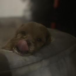 Rusty - Red  male Goldendoodle puppy in Cumberland, Rhode Island from minigoldendoodlesofRI