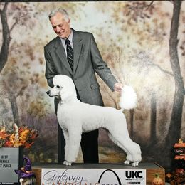 Seville - Poodle