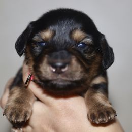 Hot pink collar girl - Black and tan female Dachshund puppy in New Canton, Virginia from Mount Calm Golden Retrievers