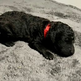 Red boy - Silver male Poodle puppy in East Wenatchee, Washington from Stylish Standards