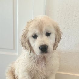 Golden Retriever Puppies from Huckaby’s English Golden Retrievers