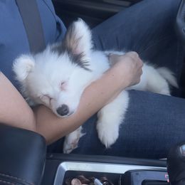 American Corgi and Pembroke Welsh Corgi Puppies from Golden Hour Corgis