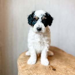 Marshall - Black tri-color male Aussiedoodle puppy in Arlington, Washington from Doodle Love Laugh