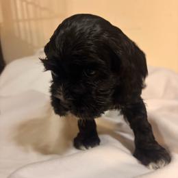 Rex - Black and white male Cocker Spaniel puppy in Hickory, North Carolina from Homegrown Spaniels