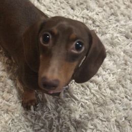 Sasha  - Dachshund