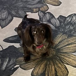 Dachshunds from Wirz’s Weenies