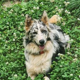 Moon - Border Collie