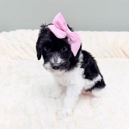 Pippin - Black female Australian Labradoodle puppy in Springfield, Ohio from Dawson & Daryn's Royal Companions
