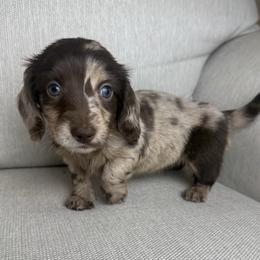Dachshund puppies from TeenieWeenieDoxies