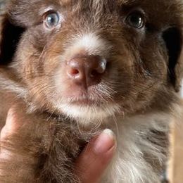 Australian Shepherds from Owl Hollow Farm