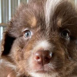 Australian Shepherds from Owl Hollow Farm