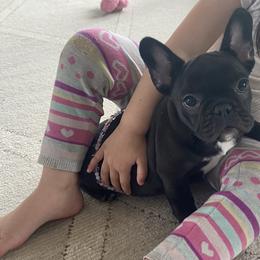 Grace - Brindle female French Bulldog puppy in Sidney Center, New York from iFrenchi