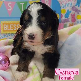 Geneva - Tri-color female Bernedoodle puppy in Beecher, Illinois from Erica’s Doodles