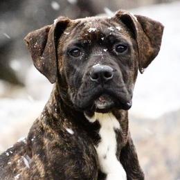American Bulldogs and Gordon Setters from Nobilis Kennels