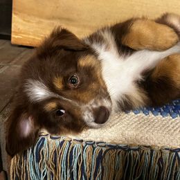 Miniature Australian Shepherd Puppies from Magnolia Aussies