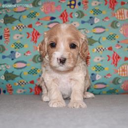 Harbor - Apricot female Australian Labradoodle puppy in Hackettstown, New Jersey from Sunny Heart Doodles
