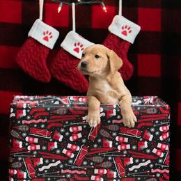 Labrador Retriever Puppies from Sun Ridge Labradors