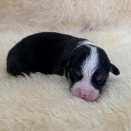 Boy 6 - male Pembroke Welsh Corgi puppy in Drain, Oregon from Sunnydale Corgis