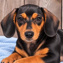 Roczen - Black and tan male Dachshund puppy in Warm Springs, Arkansas from Seven Hills Arkansas