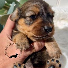 Shaded Red - Red male Dachshund puppy in Nampa, Idaho from Long_and_Low_Dachshunds