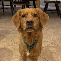 Nova Scotia Duck Tolling Retrievers from Superstition Tollers