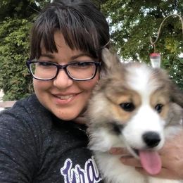 Pembroke Welsh Corgi Puppies from Desert Sage Corgis