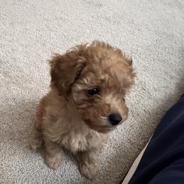 Poodle Puppies from ItalianToyPoodles