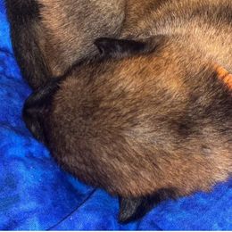 German Shepherds from CzechDDR