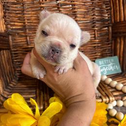 Creamsicle - Cream female French Bulldog puppy in Tucson, Arizona from Furever Friends