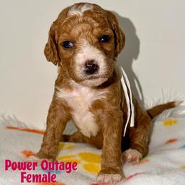 Power - Red  female Goldendoodle puppy in Beecher, Illinois from Erica’s Doodles