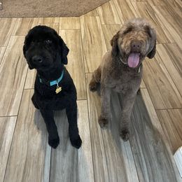 Comet - Goldendoodle