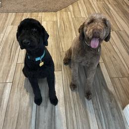 Comet - Goldendoodle