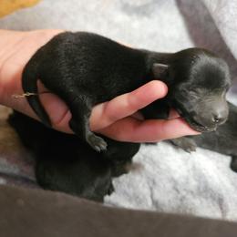 Black female 1 biggest - Black female Schipperke puppy in Randsburg, California from Light's Family Farm & Schipperke Ranch