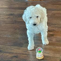 Sally - Cream female Labradoodle puppy in Craig, Nebraska from Top Knot Companions Poodles and Labradoodles