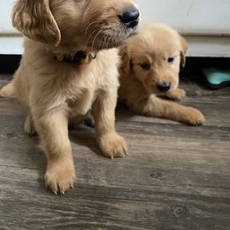 Golden Retriever Puppies from Hearth & Homestead