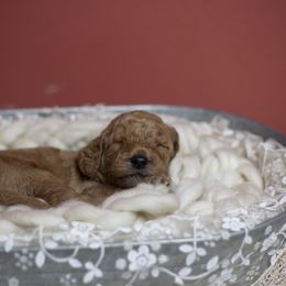 Bernedoodle and Goldendoodle Puppies from Gold Diamond Pup