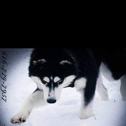 Boy 5 - Black and white male Siberian Husky puppy in Northview, Michigan from Xk siberians