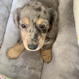 Dachshund Puppies from Meldox