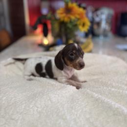 Girl 1 - Piebald female Dachshund puppy in Deming, New Mexico from FoxieDoxies of New Mexico